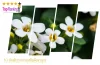 อาหารเสริม-bacopa