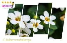 อาหารเสริม-bacopa