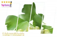 อาหารเสริมใบแปะก๊วย