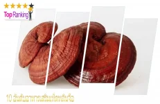 เห็ดหลินจือ